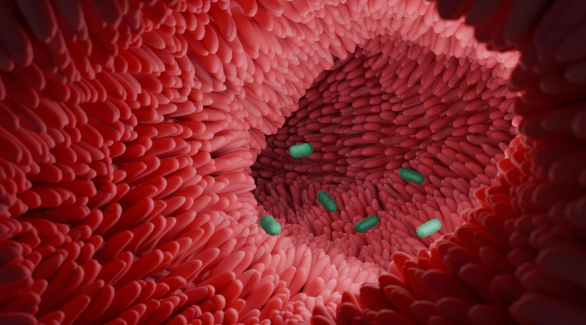 An illustration of the Clostridium scindens bacterium in the intestine. Source: 2025 EPFL/K. Schoonjans