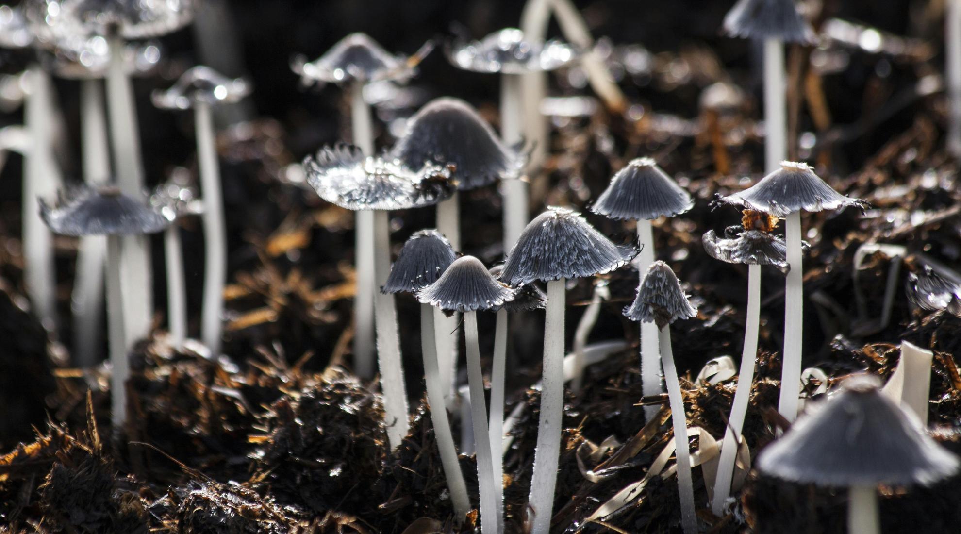Lab-grown fungi are now used to degrade or remove environmental toxins in soil.
