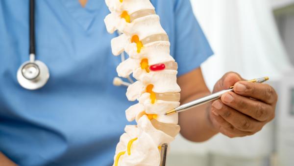 Spinal cord 