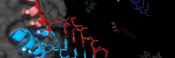 Antibodies from the lab