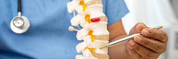 Spinal cord 