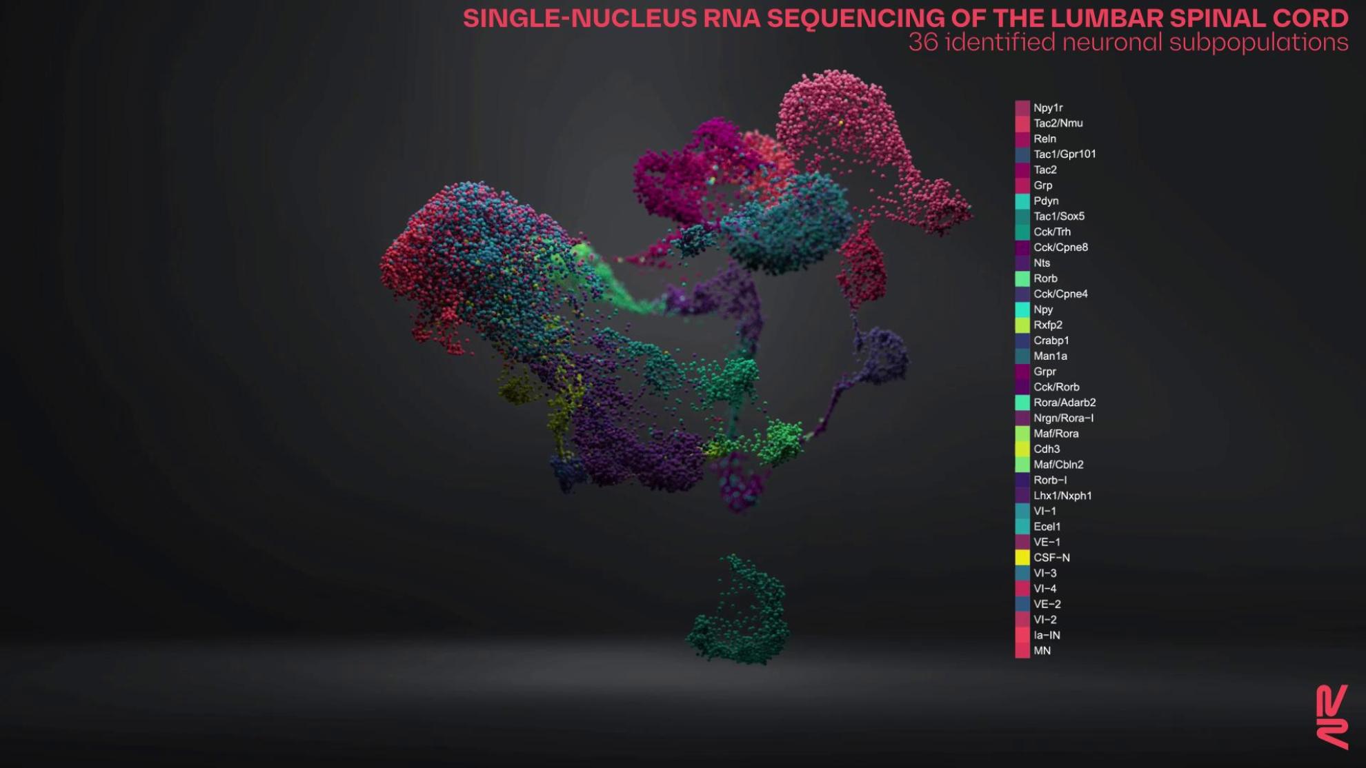 Visualising the spinal cord