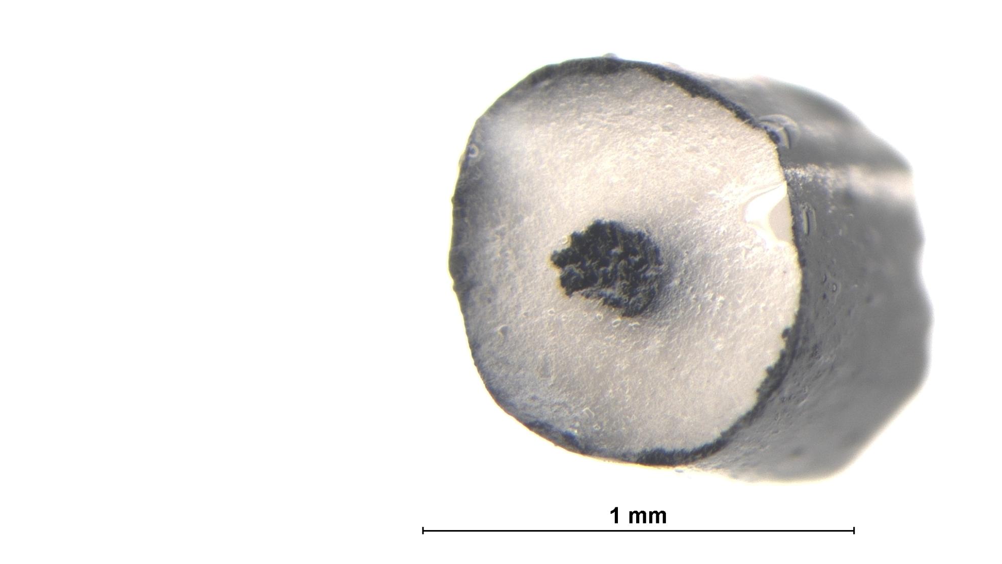 Microscopic image of the printed muscle fibre showing its structure.